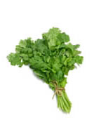 Cilantro